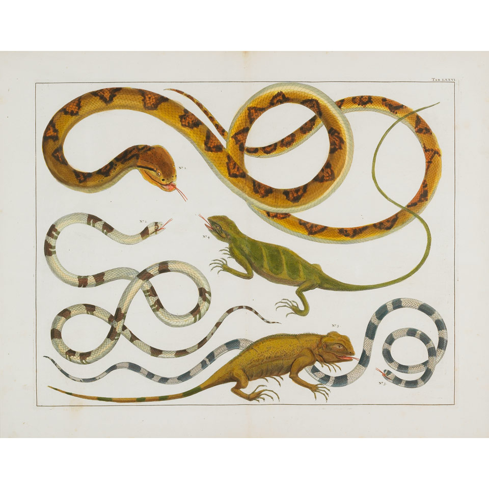 Appraisal: Albertus Seba - Dutch FOUR STUDIES OF REPTILES INCLUDING SNAKES