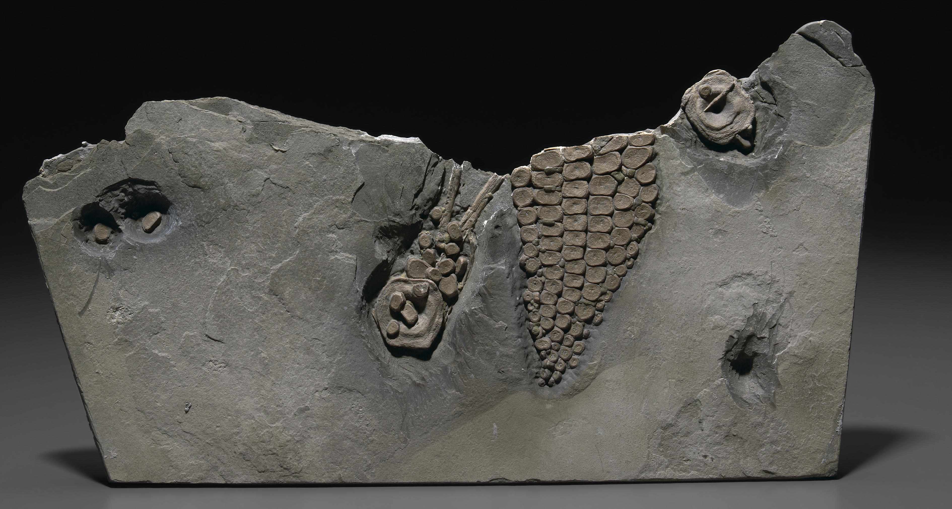 Appraisal: Ichthyosaur Paddle and Vertebrae Ichthyosaurus communisJurassicLyme Regis Dorset EnglandWhile ammonites