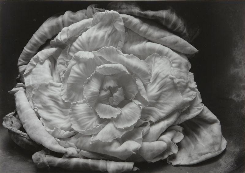 Appraisal: Wendy Holmes NY contemporary gelatin silver print Rose Cabbage titled