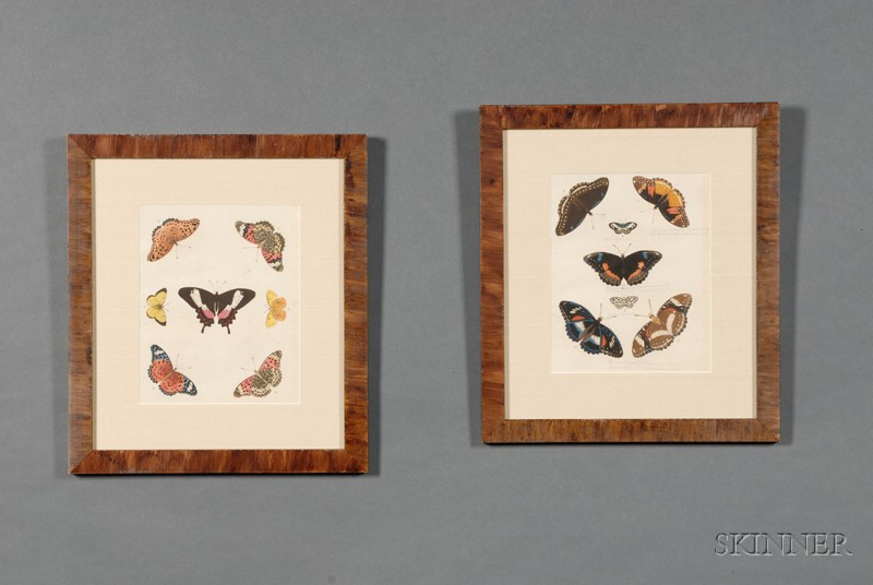 Appraisal: Group of Eight French Hand-colored Engravings of Butterflies c attributed