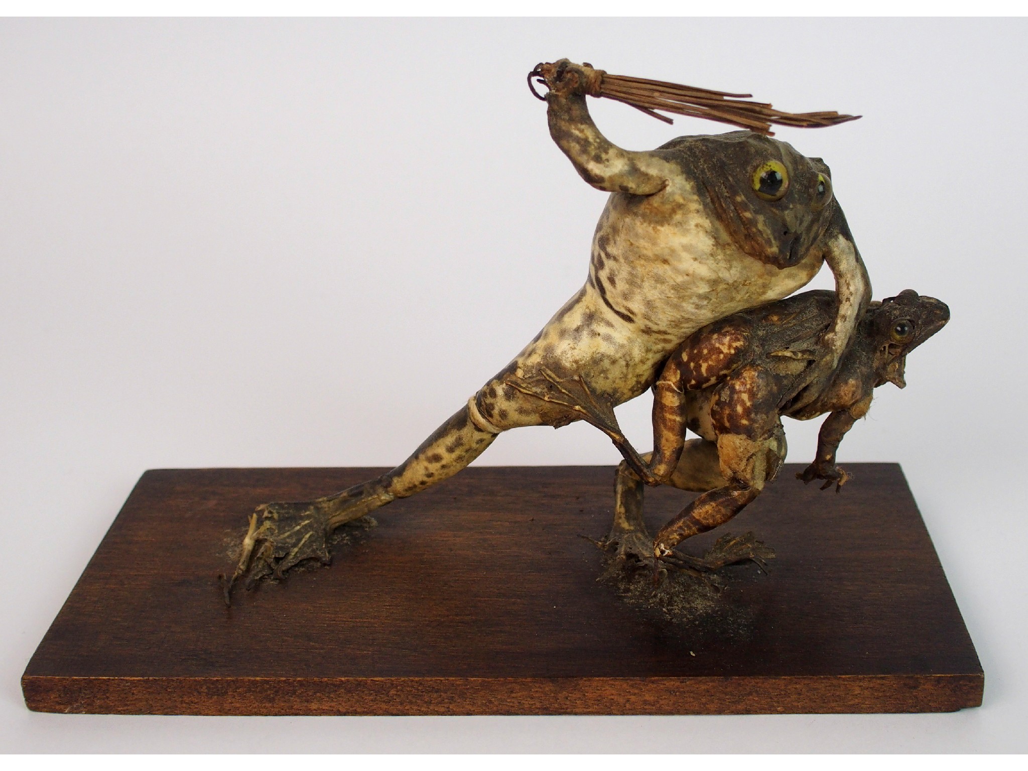 Appraisal: A novelty Victorian frog taxidermy groupthe larger frog thrashing a