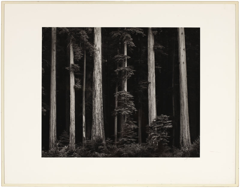 Appraisal: Ansel Adams - Ansel Adams - San Francisco CA Redwoods