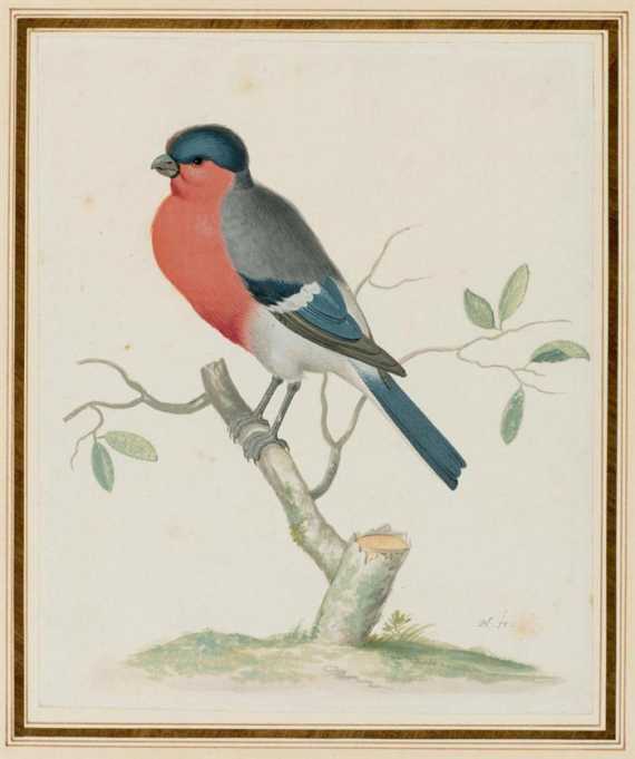 Appraisal: HOLSTEYN PIETER D Haarlem Bullfinch Gouache and pen drawing Monogrammed