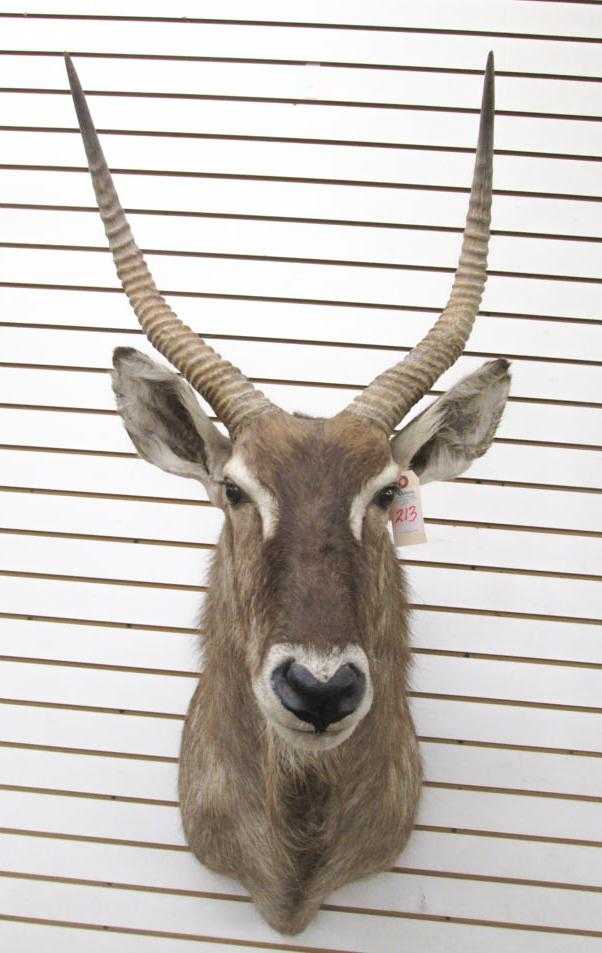 Appraisal: AFRICAN ANTELOPE TAXIDERMY MOUNT a Sing-Sing Waterbuck Chad a large