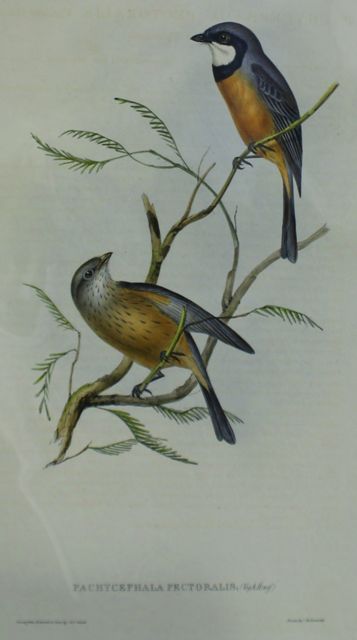 Appraisal: Banded Thick-head Pachycephala Pectoralis Lithograph by Elizabeth Gould