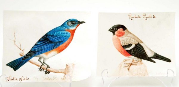 Appraisal: Nicolas Robert French th century Two well-executed watercolors of songbirds