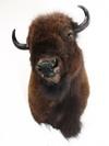 Appraisal: TAXIDERMY MOUNT - Full head and shoulder mount of an