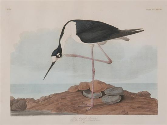 Appraisal: JOHN JAMES AUDUBON American - LONG-LEGGED AVOCET Plate CCCXXVIII Etching