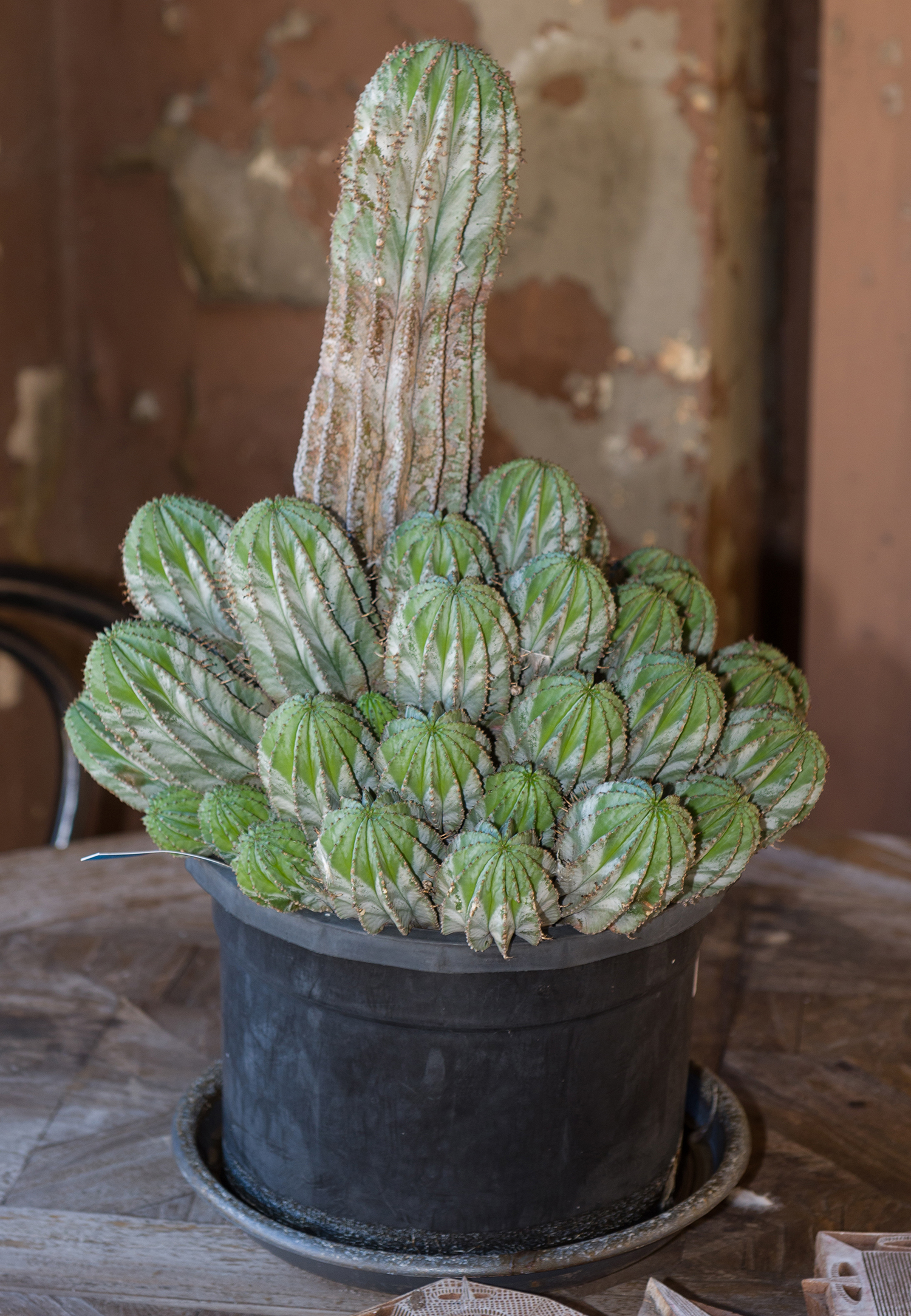 Appraisal: A POTTED EUPHORBIA HORRIDA SUCCULENT h x w