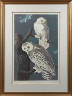 Appraisal: John James Audubon - Snowy Owl No Plate Princeton edition