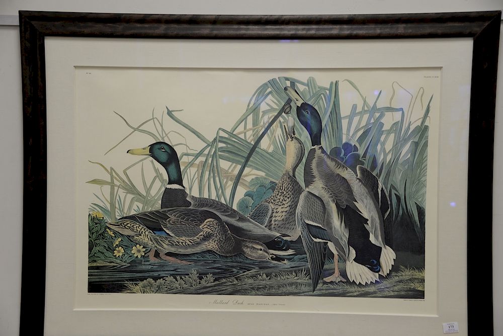 Appraisal: After John James Audubon print Mallard Duck large folio sight