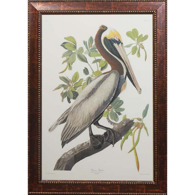 Appraisal: John James Audubon - Haitian American Brown Pelican No Plate