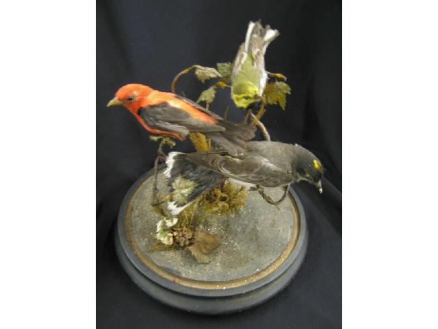 Appraisal: Victorian Taxidermy Bird Group under glass dome trio tall