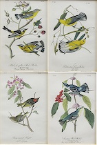 Appraisal: John James Audubon American - Ruby Crowned Kinglet No Pl