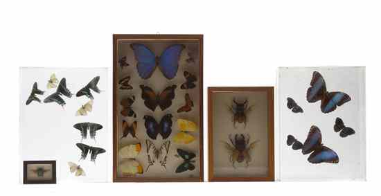 Appraisal: SPECIMENS A group of five framed insect specimens including butterflies