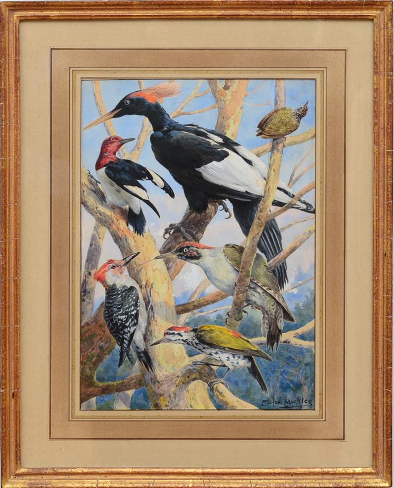 Appraisal: ANGELO FAIRFAX MUCKLEY - VARIETIES OF WOODPECKER Watercolor and gouache