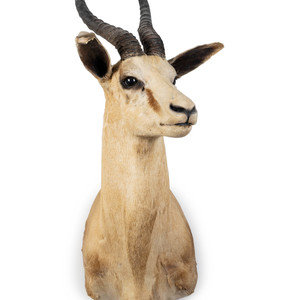 Appraisal: A Shoulder Mount Taxidermy Springbok smallest Height inches