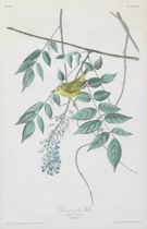 Appraisal: John James Audubon American - Blue-eyed Yellow Warbler Hand-colored engraving