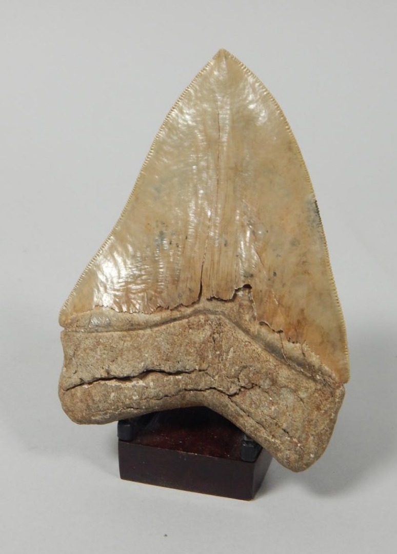 Appraisal: A prehistoric sharks tooth cm high