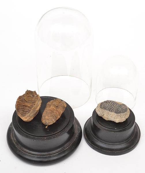 Appraisal: TWO FOSSILISED BEETLES TOGETHER WITH TWO GLASS DOMES