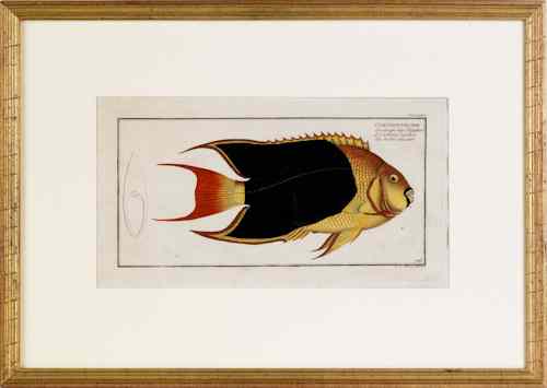 Appraisal: Two color engravings of fish th c x