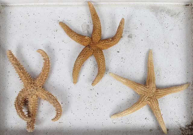 Appraisal: NINE VARIOUS PRESERVED STAR FISH in two display cases the