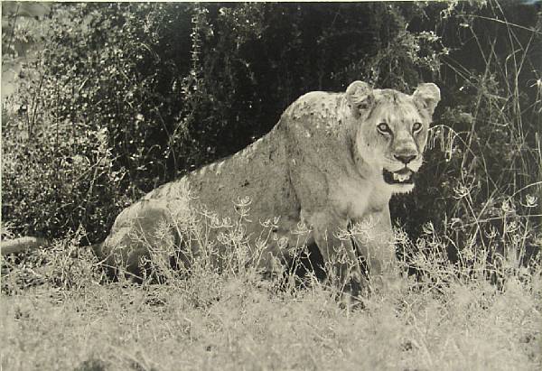 Appraisal: Unknown Artist Lioness n d Gelatin silver print in good