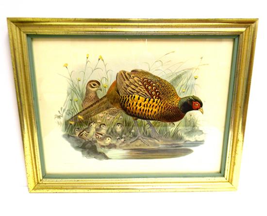 Appraisal: Reproduction th C lithograph Phasianus Colchicus depicting brightly plumed pheasant