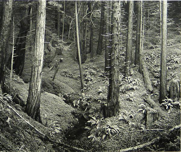 Appraisal: Jeff Nixon Redwoods Old Coast Road Gelatin silver print signed