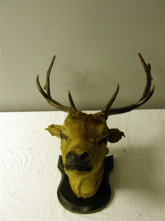 Appraisal: Mounted stag's head w in