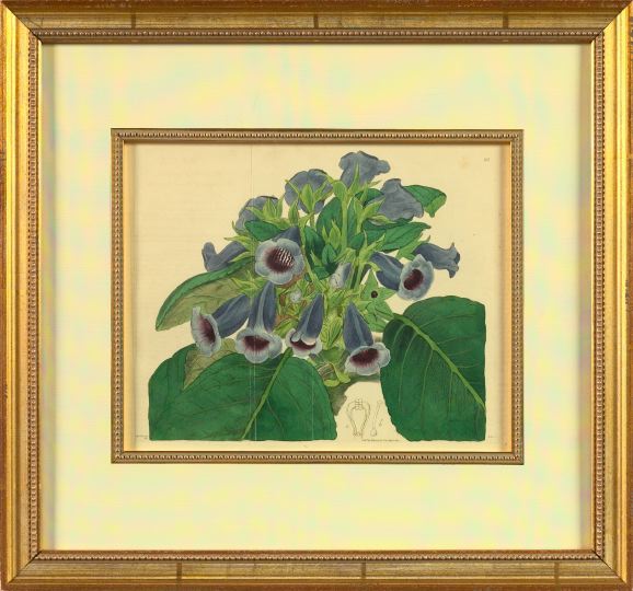 Appraisal: Sydenham Edwards British - Flowering Plants suite of five hand-colored