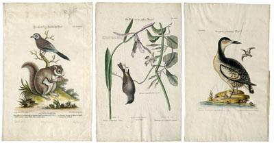 Appraisal: Three Seligmann edition Catesby prints from Sammlung Verschiedener Auslaendisher und