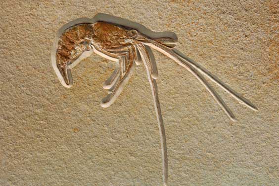 Appraisal: FOSSIL SHRIMP Aeger tipularis Jurassic Solnhofen Germany This well-preserved fossil