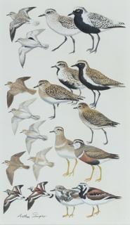 Appraisal: Arthur B Singer - Plovers and Turnstones signed Arthur Singer