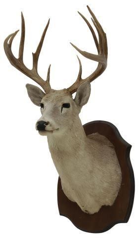 Appraisal: Whitetail deer taxidermy shoulder mount -point antlers wooden mount approx