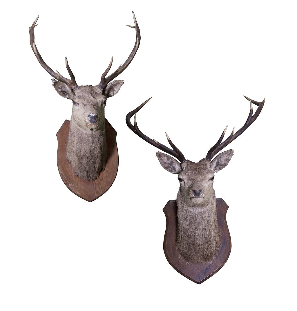 Appraisal: TWO TAXIDERMY STAGS' HEADS LATE TH EARLY TH CENTURY on