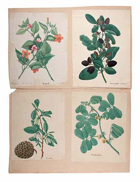 Appraisal: Fine Collection of Cantonese Botanical Watercolors Chinese early th century