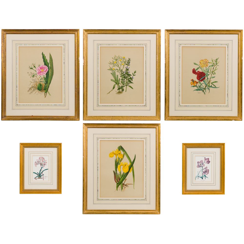 Appraisal: BOTANICAL FRAMED PRINT ASSORTMENT offset lithographs including uniformly framed folio