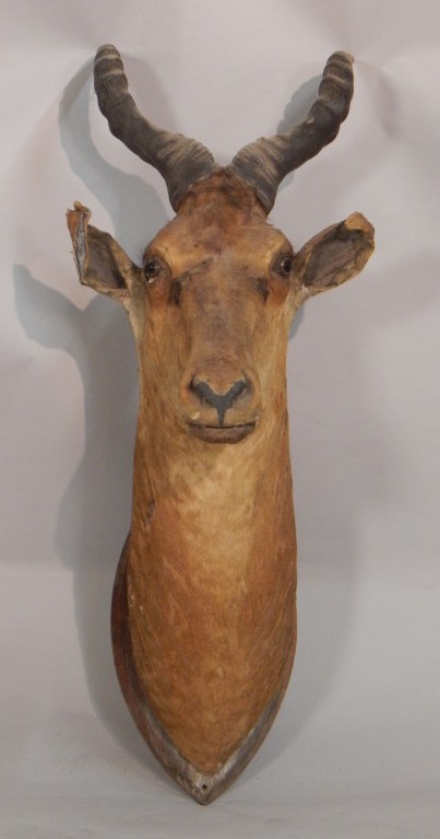 Appraisal: A taxidermied antelope on shield mount AF