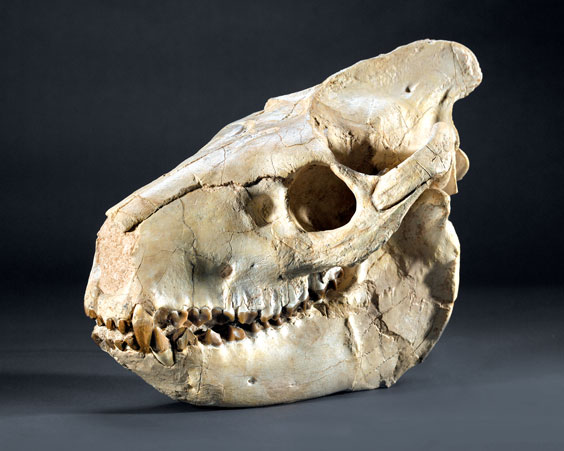 Appraisal: LARGE OREODONT SKULL Merycoidon colbertsoni Oligocene Chadron formation Sioux County