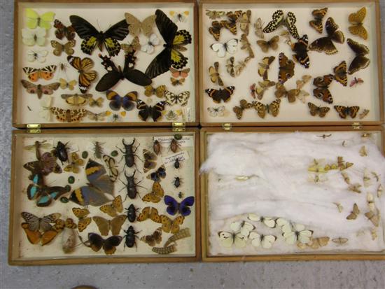 Appraisal: Two pine cases containing various butterflies moths and beetles