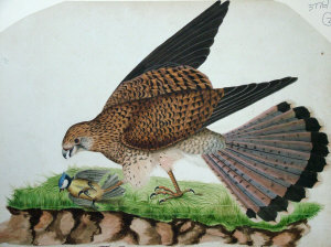 Appraisal: Northern European School th early th century- Falcon and prey