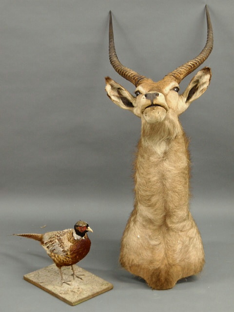 Appraisal: Taxidermy head mount of a water buck and one of