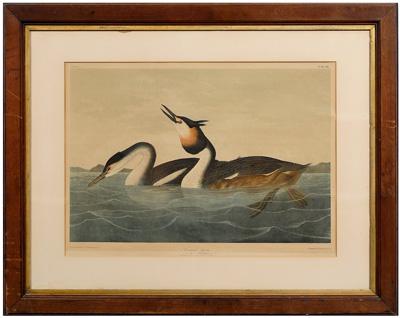 Appraisal: Bien edition Audubon print Plate quot Crested Grebe quot after