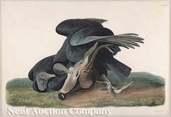 Appraisal: John James Audubon American - Black Vulture or Carrion Crow