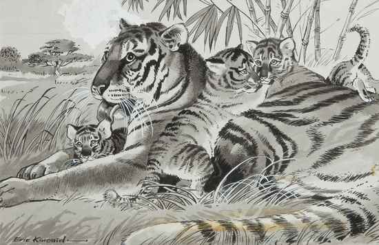 Appraisal: Kincaid Eric Tigers original pen ink and water colour illustration