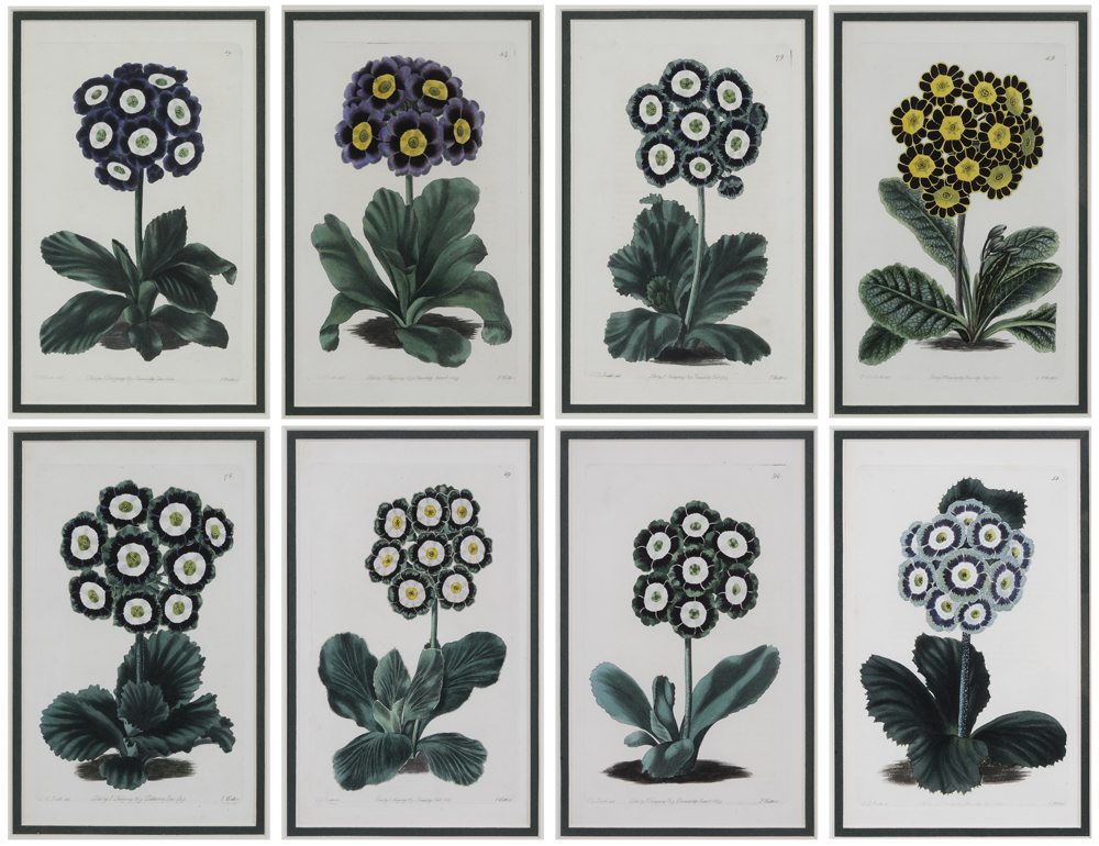 Appraisal: Sydenham Edwards British - Eight hand-colored engravings of Primula published