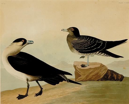 Appraisal: John James Audubon after New York - RICHARDSON'S JAGER NO