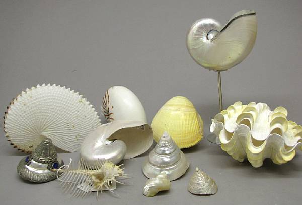 Appraisal: A collection of exotic sea shells Including two with metal