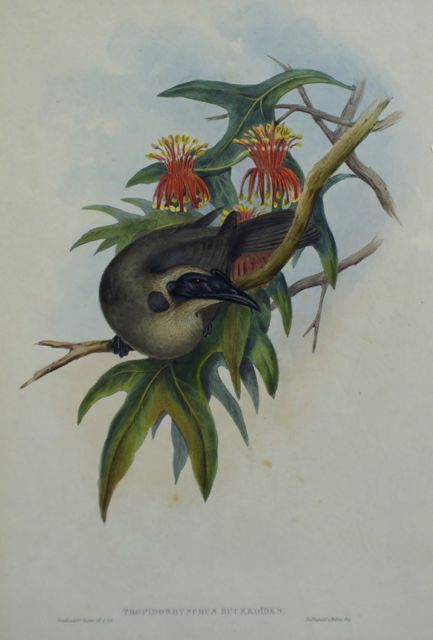 Appraisal: Helmeted Honey-eater Tropidorhynchus Buceroides Light foxing